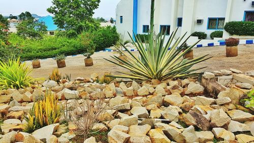 Plants growing in front of building