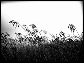 Plants growing on field