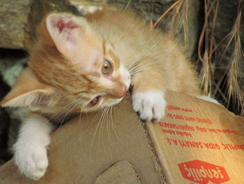 Close-up of stray kitten on cardboard box