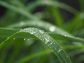 Close-up of water drops on blade of grass