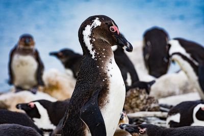 Close-up of large group of penguins