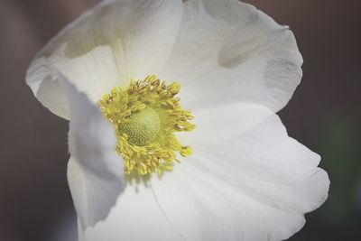 Close-up of white flower blooming outdoors