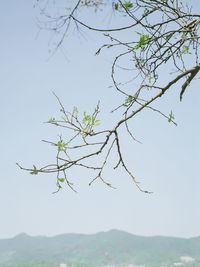 Low angle view of tree against clear sky