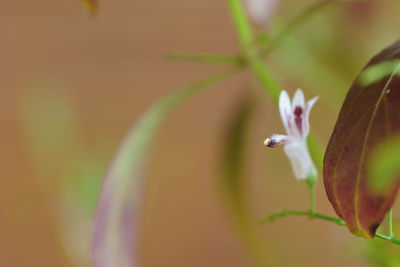 Close-up of red flowering plant