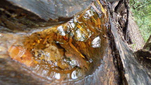 Close-up of rocks in water