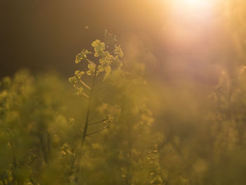 Close-up of flowering plants on field