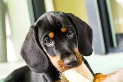 Close-up portrait of dog