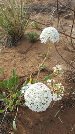 Close-up of white flowers