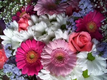 Close-up of pink roses