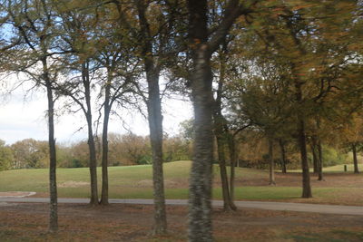 Trees on field in forest