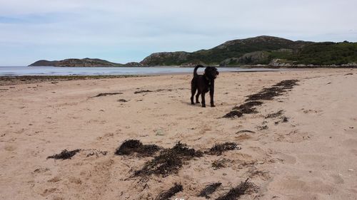 Rear view of man and dog on beach against sky