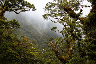 Scenic view of forest