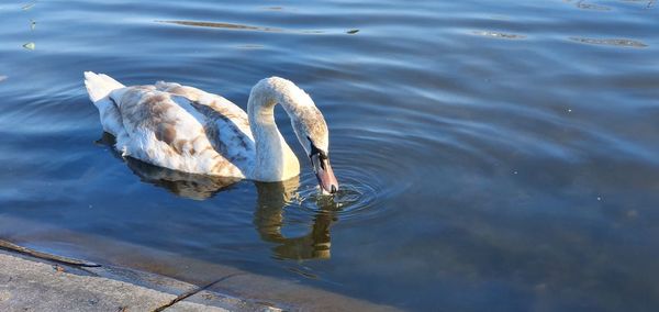 High angle view of swan swimming in lake