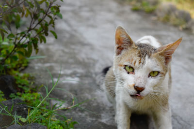 Close-up of a cat looking away