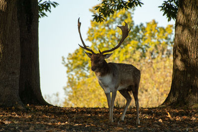Portrait of stag standing on land in forest