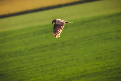 Close-up of bird flying over field