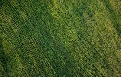 Full frame shot of grassy field