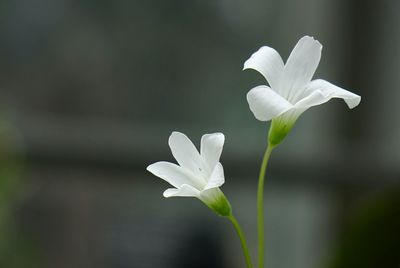Close-up of white flowers