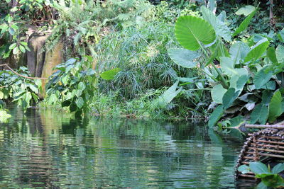 Scenic view of lake in forest