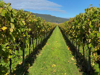 Scenic view along the lines of grapes during autumn against sky and mountains