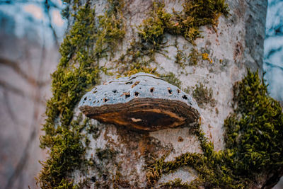 Close-up of lizard on tree trunk