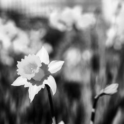 Close-up of flowers blooming outdoors