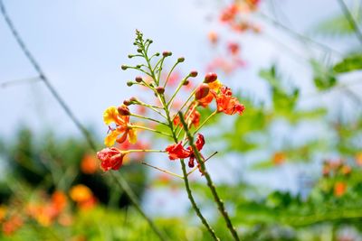 Close-up of red flower