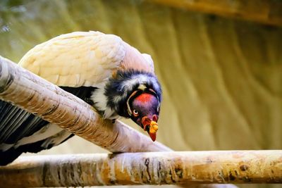 Close-up of parrot perching on wood