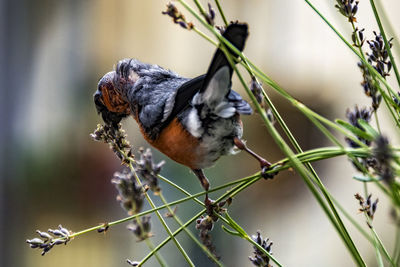 Birds perching on plants