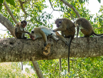 Low angle view of monkeys on branch