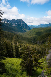 Scenic view of pine trees against sky