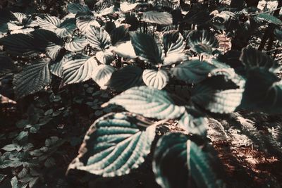 Full frame shot of leaves on field