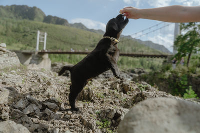Dog standing on rock