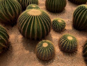 High angle view of succulent plant on field