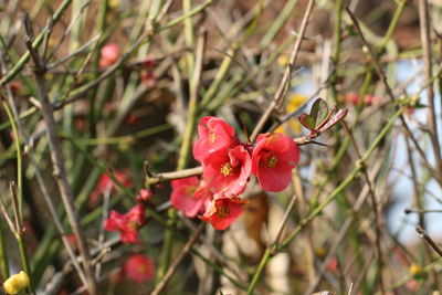 Close-up of pink flowers