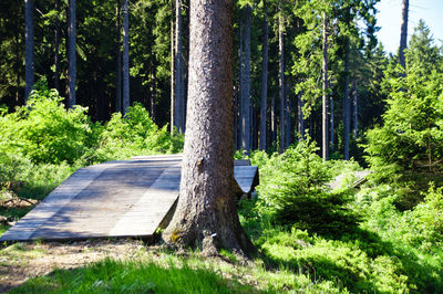 Trees in forest