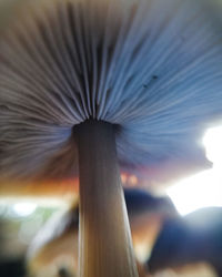 Low angle view of plant against sky