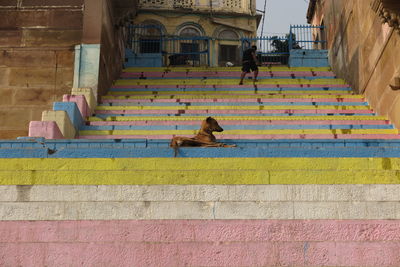 View of dog on stairs