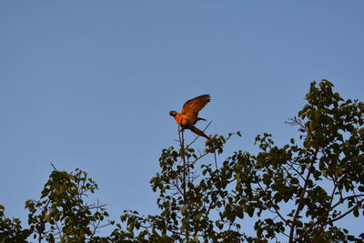 Low angle view of bird perching on tree against clear sky