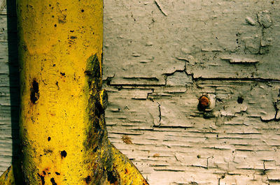 Close-up of lizard on brick wall