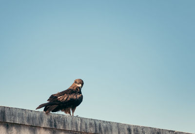 Black kite sitting on a building against the blue sky