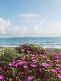 Purple flowering plants by sea against sky