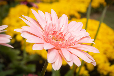 Close-up of pink flower