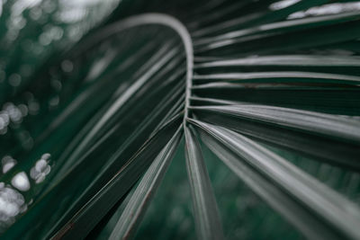 High angle view of plant