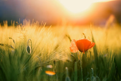 Close-up of red poppy flowers