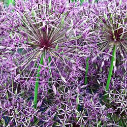 Full frame shot of purple flowers