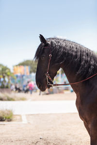 Side view of horse on field