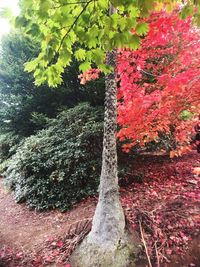 Red plant against trees