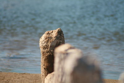 Close-up of sea shore at beach