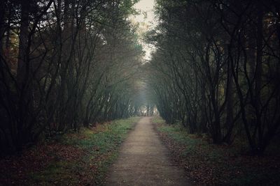 Road amidst trees in forest during autumn